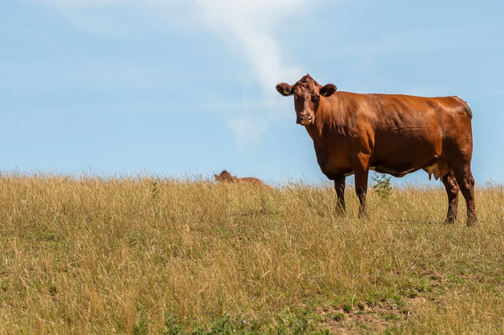 Remate de Silveira Agronegocios